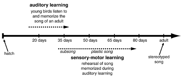 song learning timeline.JPG (45926 bytes)